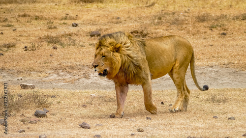 Fototapeta Naklejka Na Ścianę i Meble -  solitary lion in the Serengeti plains, Tanzania