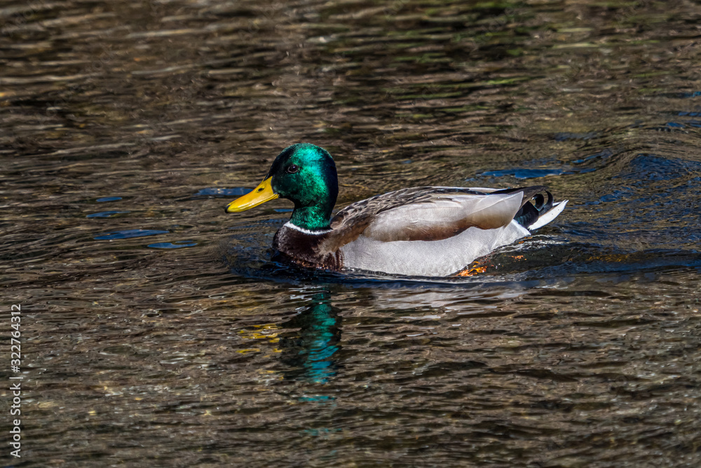 Obraz premium カモ3