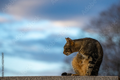 Grey cat posing  on the morning 