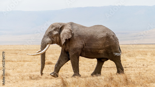 solitary elephant in the Serengeti plains  Tanzania