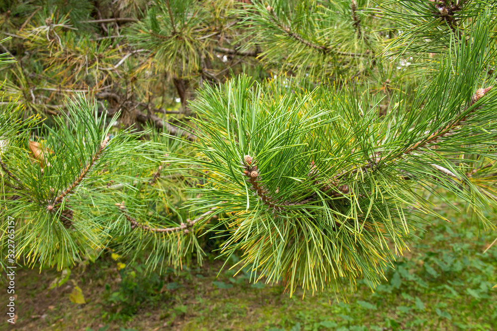 Pinus strobus plant, large tree. grows in the North-Eastern regions of North America. Pinus strobus plant, large tree. grows in the North-Eastern regions of North America.