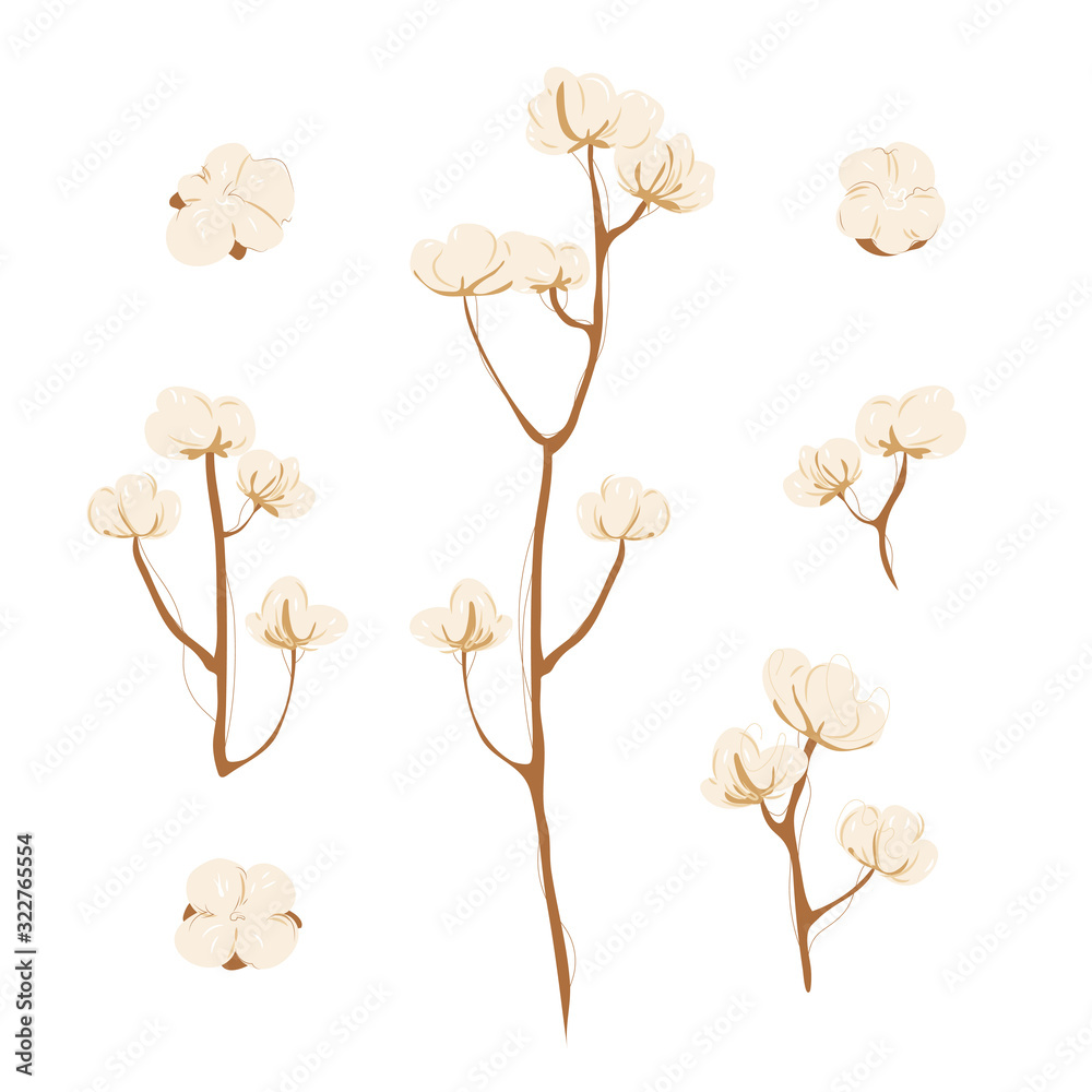 Cotton branch with flowers on white background. Delicate white cotton flowers on brunch. Light cotton flower illustration, flat lay.