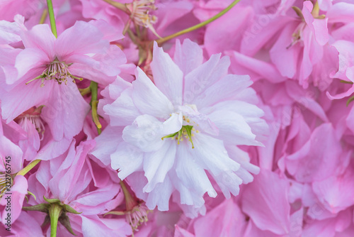 Pink sakura or cherry blossom close up, selective focus