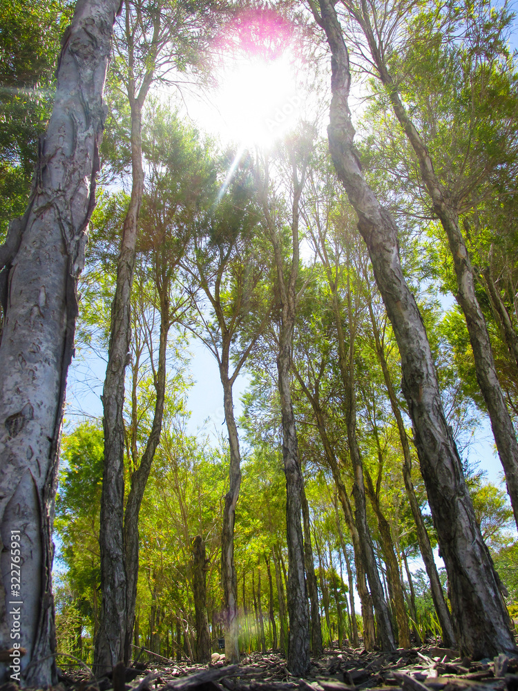 Fototapeta premium Penetrating bright sunlight through the garden flora in hot summer day in Australia