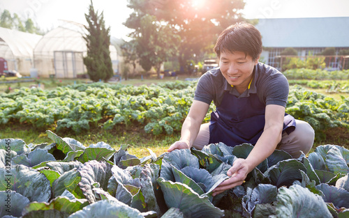 Portrait of happy owner asian man working and gardening cabbage farm, nursery worker planting in organic farm, startup small business owner, asian farmer nature banner concept photo