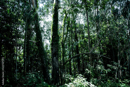 trees in forest landscape