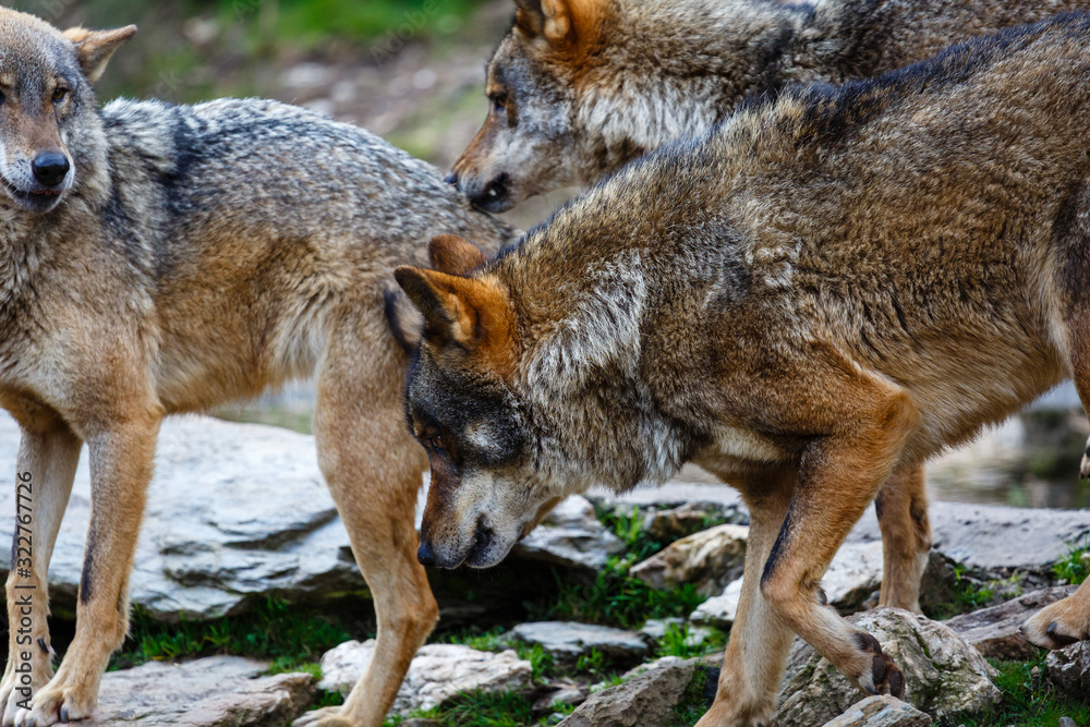 Obraz premium Primer plano de macho alfa de lobo ibérico y otros. Canis lupus signatus. Sanabria, Zamora, España.