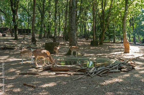 Gamos e Corsos no parque biológico de Gaia, Portugal. photo