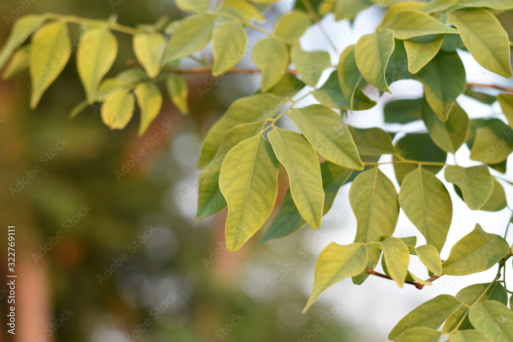 Siamese Rosewood Thai green leaves can be used as a background image.