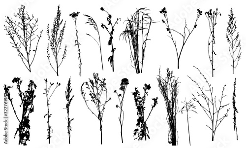Weeds and different plants, set of silhouettes. Vector illustration.