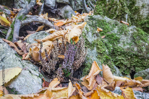 A purple forest flower under the autumn leaves