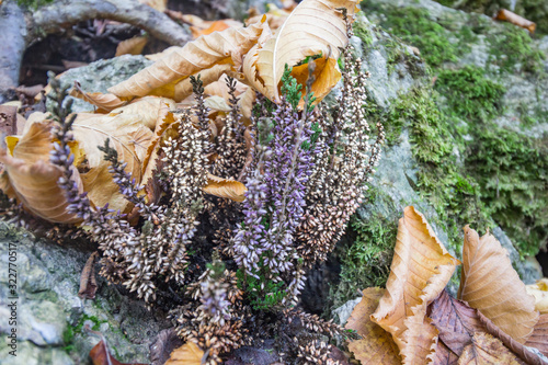 A purple forest flowers near the autumn leaves