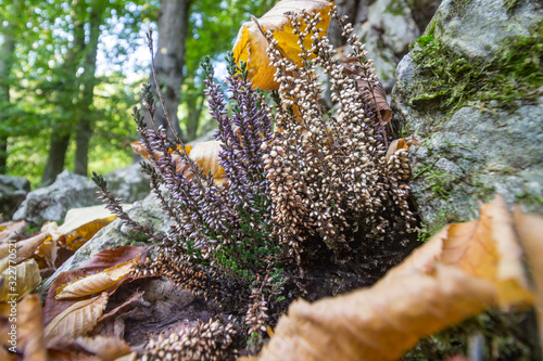 A purple forest flowers under the autumn leaves in the park