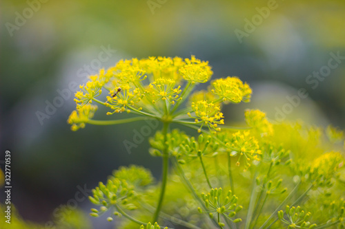 A bright green and yellow fresh dill flower with a small ant