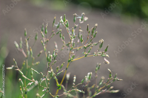 Green plant with a tiny buds