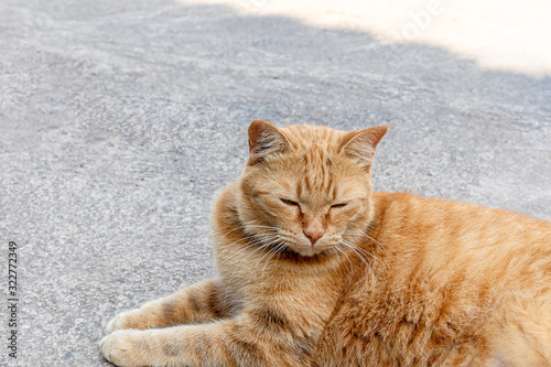 Stray cats lie lazy on the cement floor. © Yuwarin