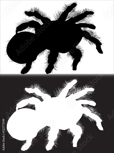 hairy black and white spiders silhouettes