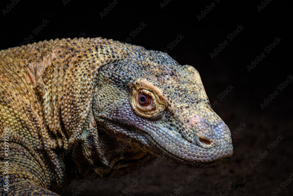 A portrait of a Komodo Dragon, Varanus komodoensis A portrait of a Komodo Dragon, Varanus komodoensis