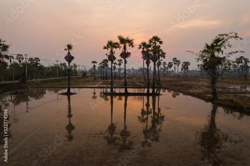 Sugar palm at sunset in Thailand © Sathit Trakunpunlert