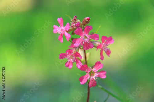 Pink flower on green background. Lychnis viscaria. Flower sticky trap