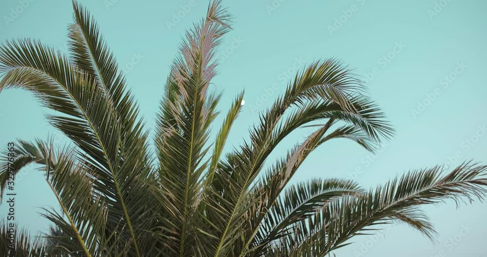 palm tree against the sky palm tree against the sky
