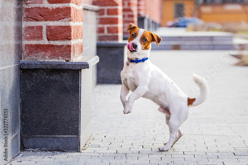 jack russell terrier photo