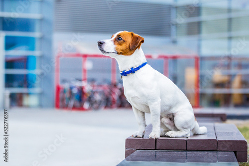 jack russell terrier photo