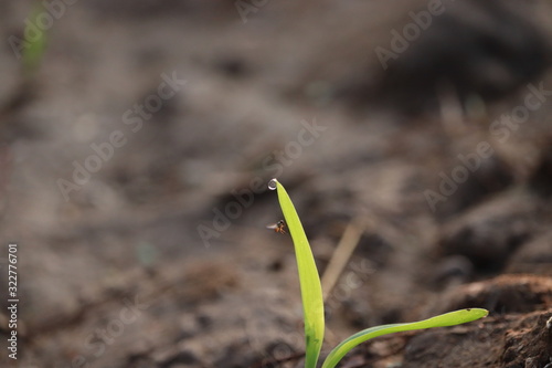 close up on water drop on the corn plant of green leaf, concept for growth in life