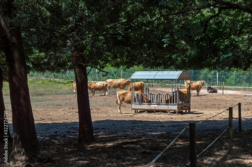 Uma das cercas de animais com vacas na Quinta do Bogas, no parque biológico de Gaia, Portugal. photo