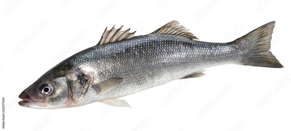 One fresh sea bass fish isolated on white background One fresh sea bass fish isolated on white background
