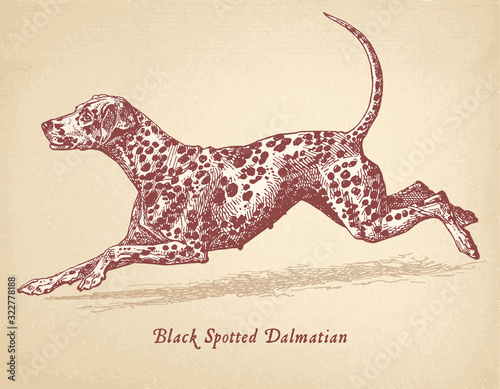 Black spotted dalmatian - dog vector engraving masterfully restored