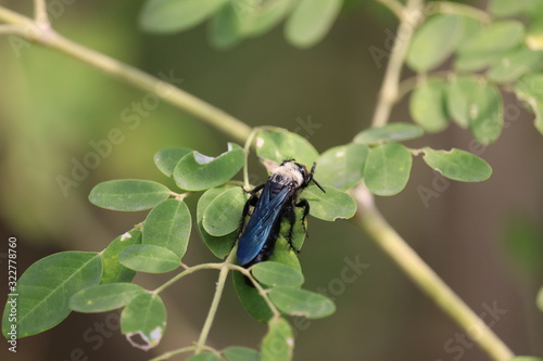 close up of a black male wasp insect resting on green leaf of drumstick tree with green vintage background, concept for summer season
