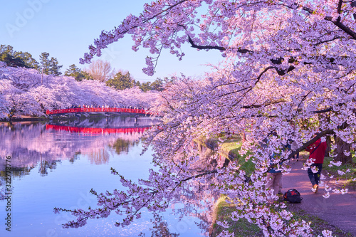 cherry blossom in hirosaki park, aomori, japan