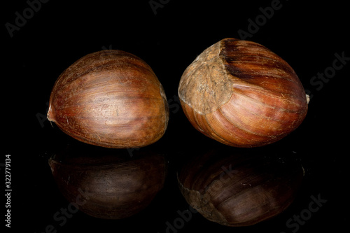 Group of two whole edible brown chestnut isolated on black glass photo