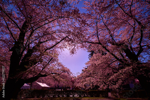 heart shaped cherry blossom in hirosaki park, aomori, japan
