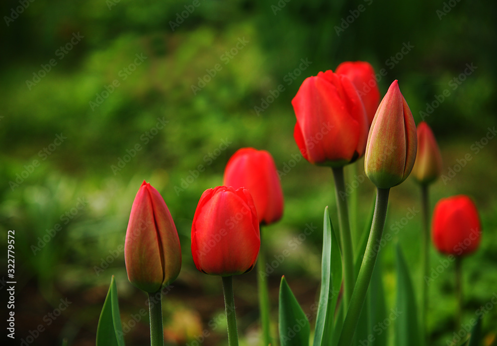 red tulips in the garden
