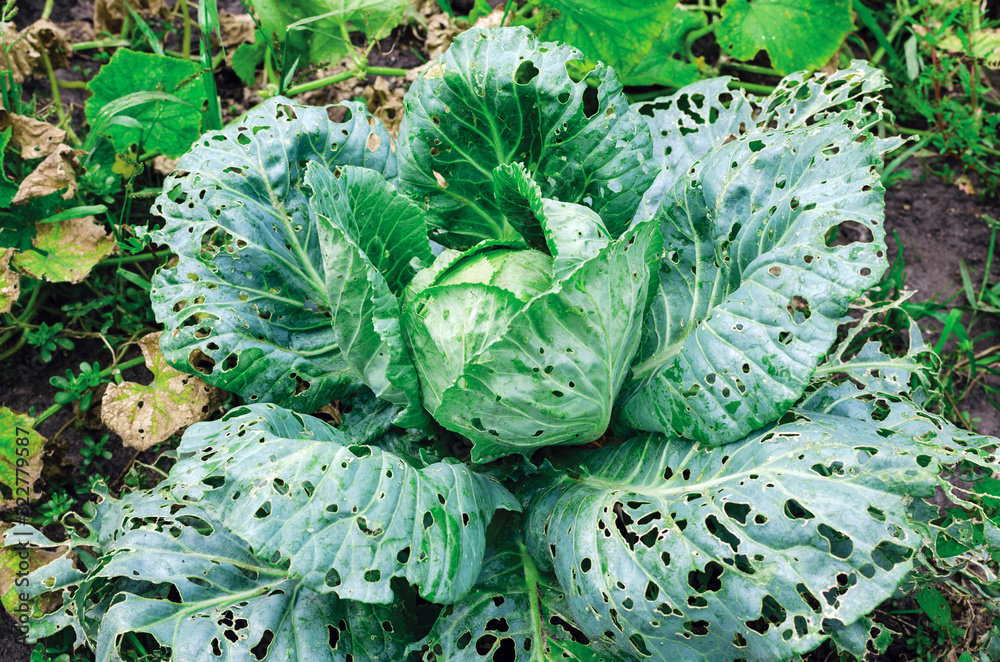 Cabbage leaves eaten by slugs, parasite spoils the harvest - obrazy, fototapety, plakaty 