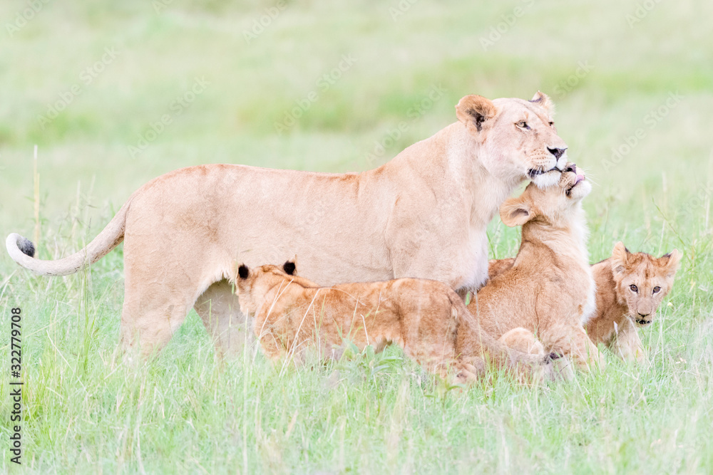 Fototapeta premium Lioness (Panthera leo) greeting cubs, Maasai Mara national reserve, Kenya