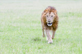 Male African Lion (Panthera leo) running to rival, Masai Mara National Reserve, Kenya, Africa