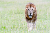 Male African Lion (Panthera leo) running to rival, Masai Mara National Reserve, Kenya, Africa