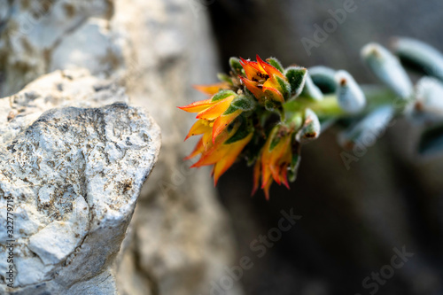 macro shot of a flower