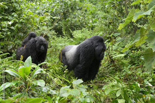 Mountain Gorilla (Gorilla gorilla beringei) large silverback male and female with baby on back from Sabyinyo group, in forest and wet from rain, Volcanoes national park, Rwanda.