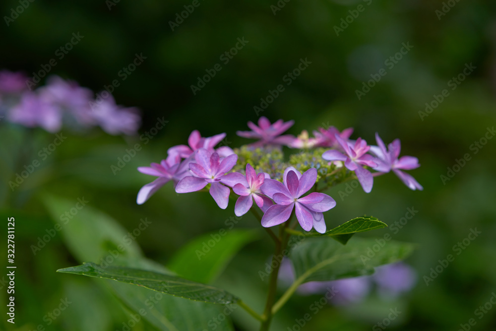  hydrangea in japan