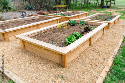 DIY raised fresh vegetable garden irrigated and divided