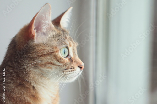 Cute fluffy brown-white cat with sitting near the window