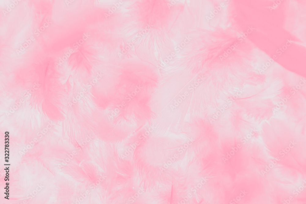 Beautiful abstract colorful white and pink feathers on white background and soft white feather texture on white pattern and light pink background valentine day