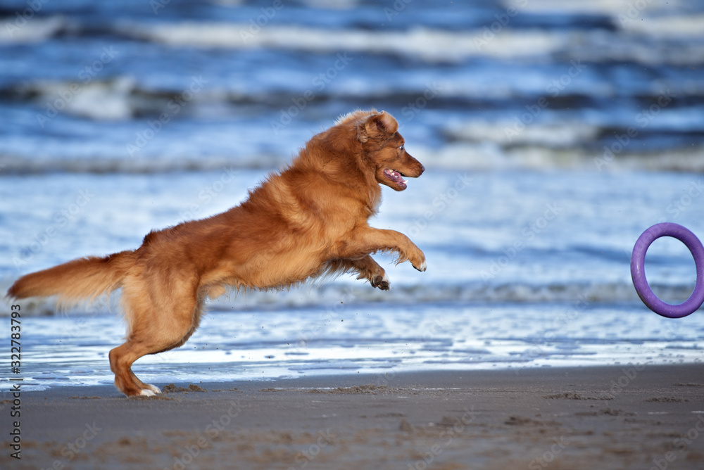 happy retriever dog playing on the beach with a round toy happy retriever dog playing on the beach with a round toy