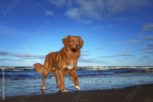 Fotografie nova scotia duck tolling retriever dog walking on the beach