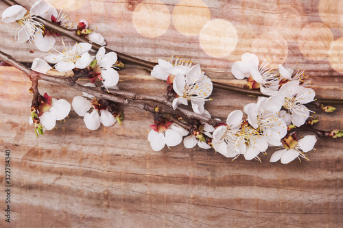 Blossom branch of cherry-tree on rustic wooden background.