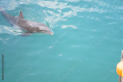 delfines nadando en agua clara © compauy